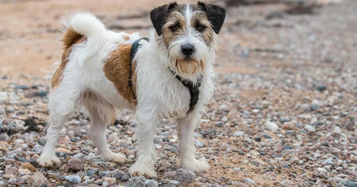 Sealyham Terrier: Características, Cuidados y Adaptación en Colombia