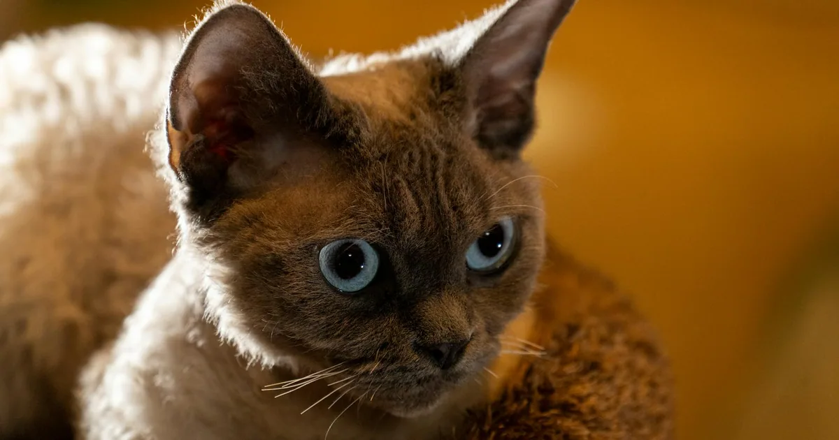 Selkirk Rex: Características, Cuidados y Adaptación en Colombia