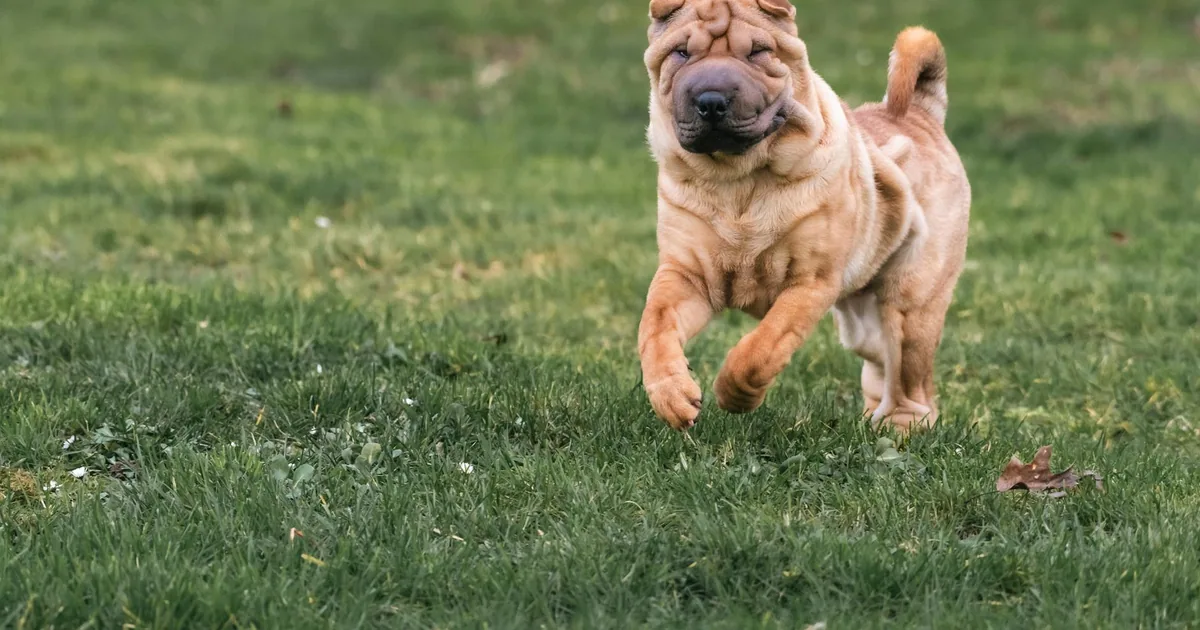 Shar Pei: Características, Cuidados y Salud en Colombia