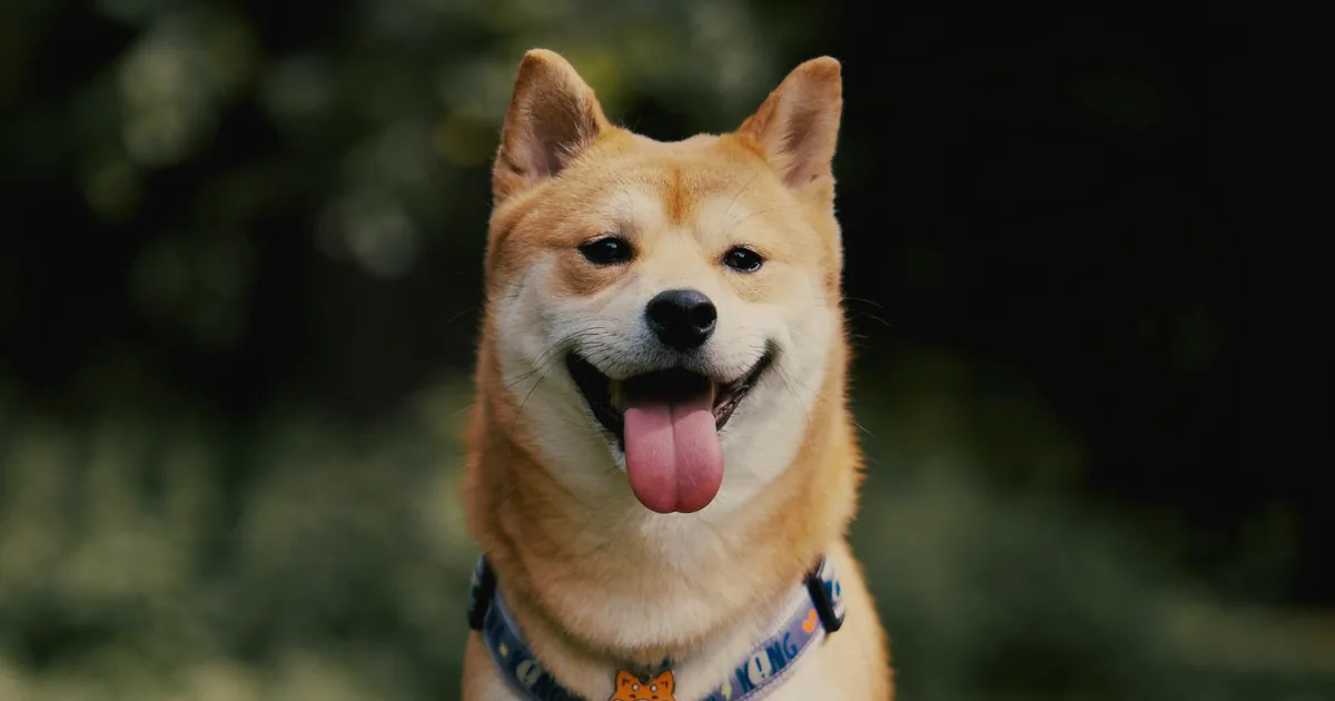 Shiba Inu: Características, Cuidados y Adaptación en Colombia