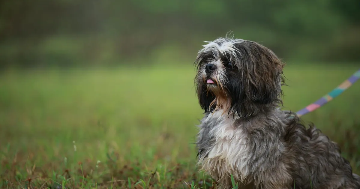 Problemas de Salud Comunes en Shih Tzus: Guía Veterinaria Completa