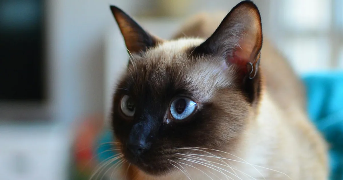 Enfermedades Comunes en Gatos Siameses: Cómo Identificarlas y Tratarlas