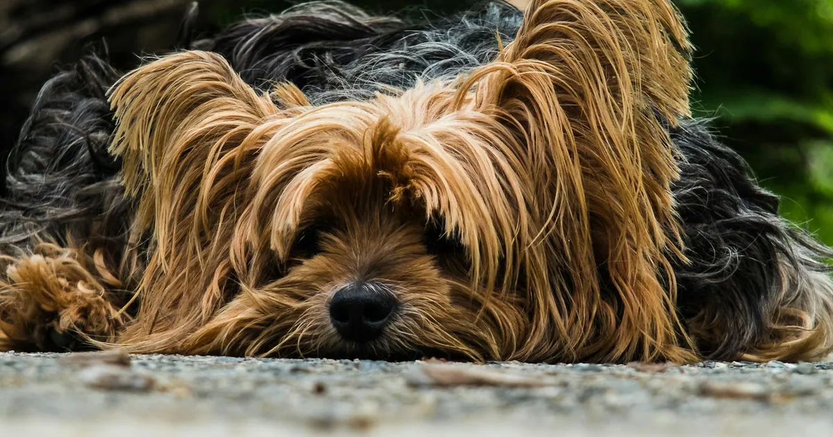 Silky Terrier – Características, Cuidados y Adaptación en Colombia