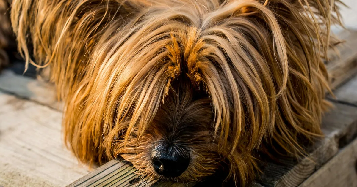 Skye Terrier: Características, Cuidados y Adaptación en Colombia
