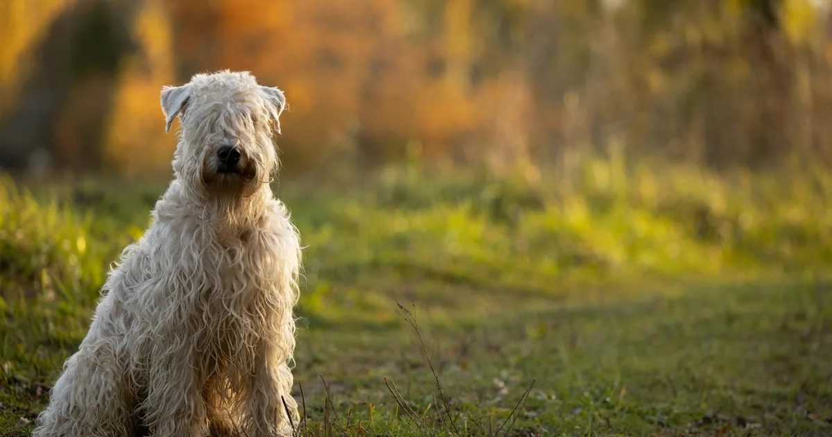 Soft Coated Wheaten Terrier: Características y Cuidados en Colombia