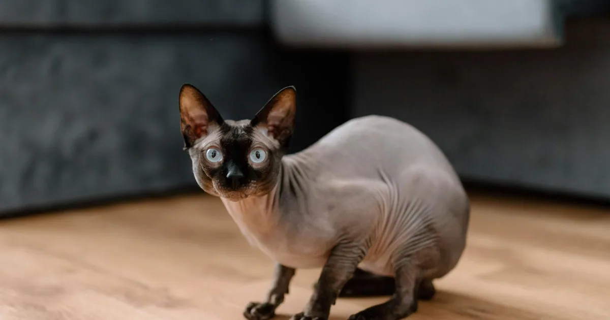 Sphynx: Características, Cuidados y Adaptación en Colombia
