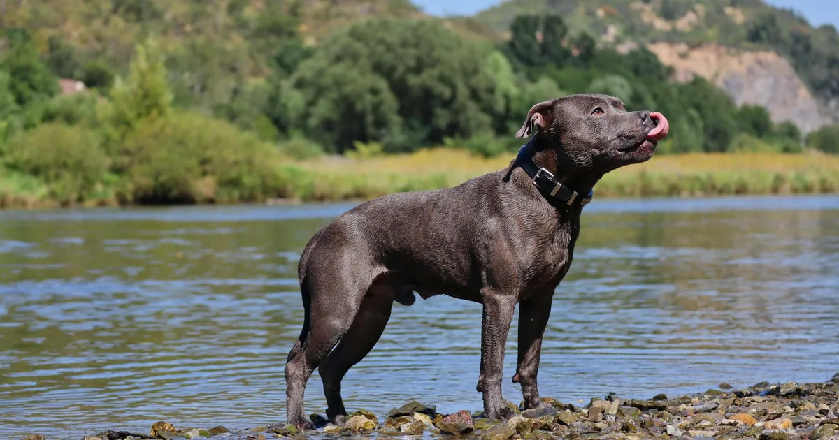 Staffordshire Bull Terrier – Características, Cuidados en Colombia