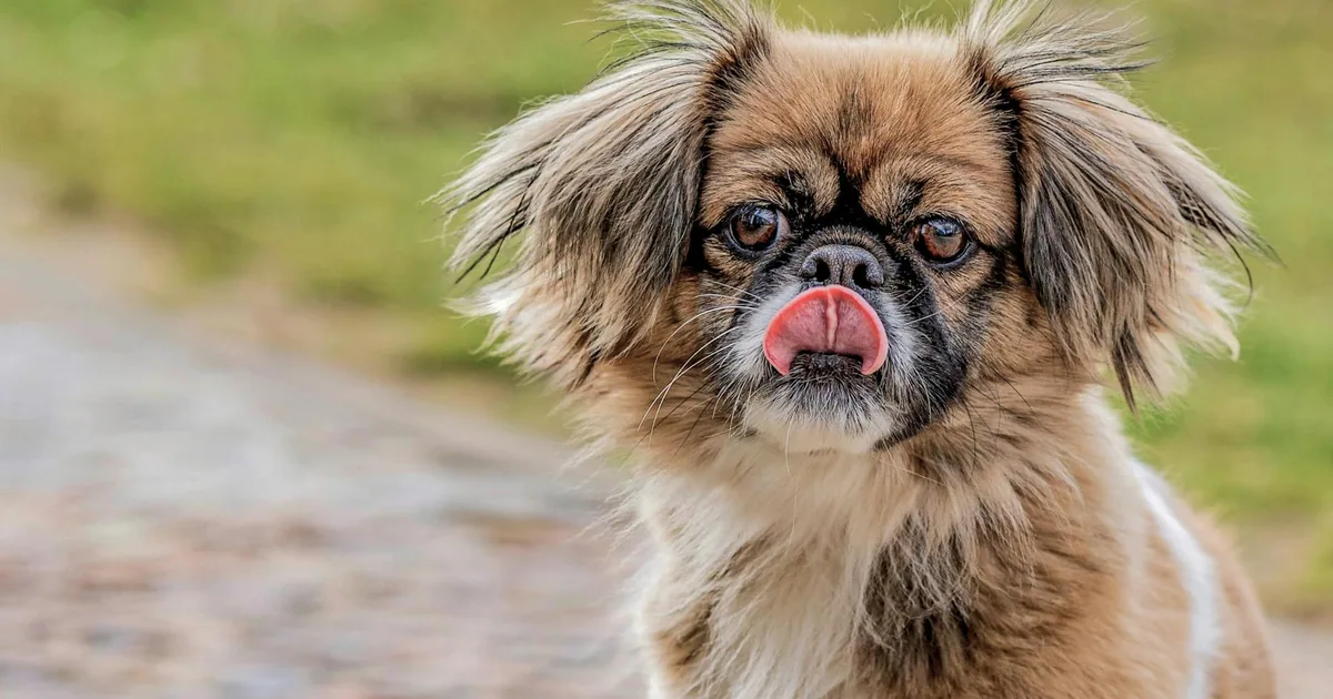 Tibetan Spaniel: Características, Cuidados y Adaptación en Colombia