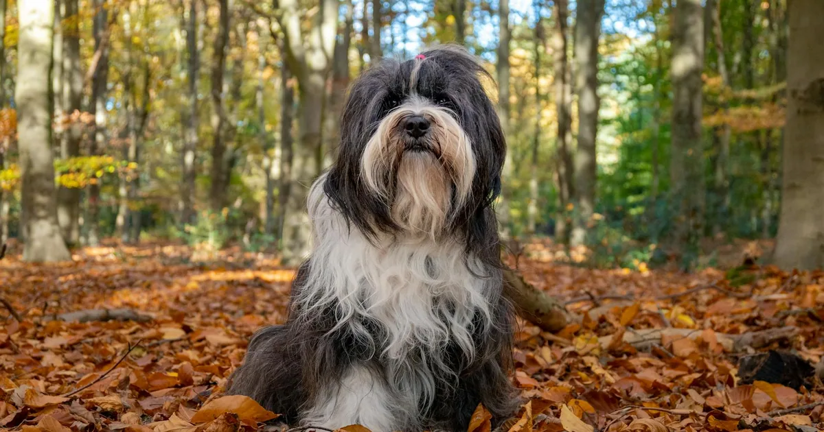 Tibetan Terrier: Características, cuidados y adaptación en Colombia