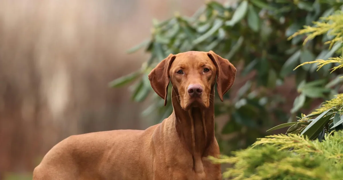 Vizsla: Características, Cuidados y Adaptación en Colombia