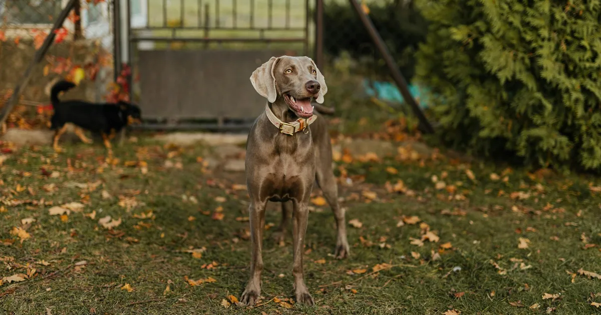 Weimaraner: Características, cuidados y adaptación en Colombia