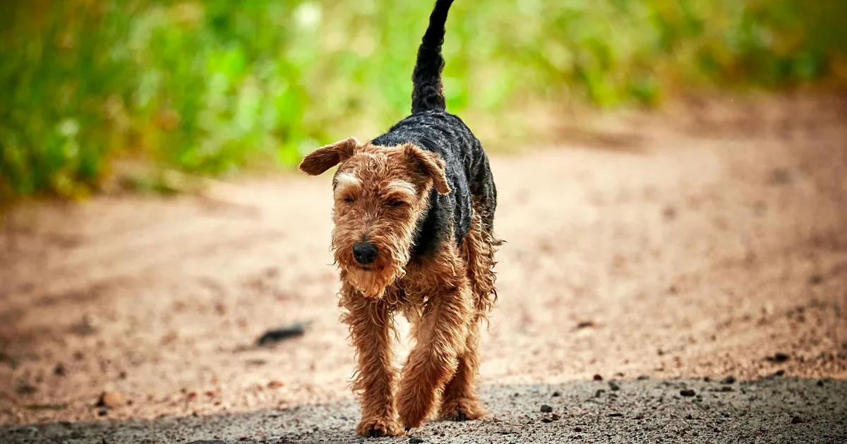 Welsh Terrier: Características, Cuidados y Adaptación en Colombia