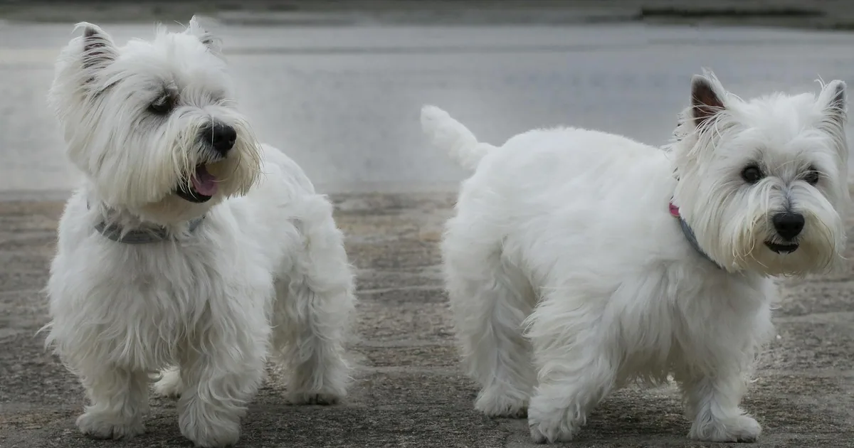 West Highland White Terrier: Guía Completa para Dueños en Colombia