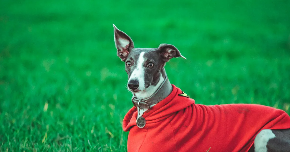 Whippet - Velocidad y Elegancia en un Perro de Compañía