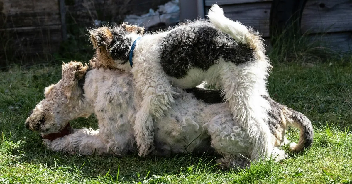 Wire Fox Terrier: Características, cuidados y adaptación en Colombia