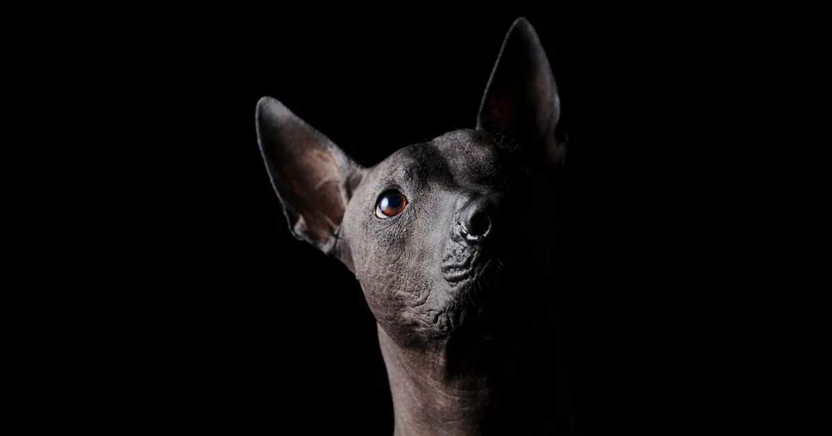 Xoloitzcuintle: Características, cuidados y adaptación en Colombia