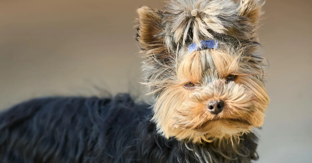 Enfermedades Comunes en Yorkshire Terriers: Cómo Identificarlas y Prevenirlas