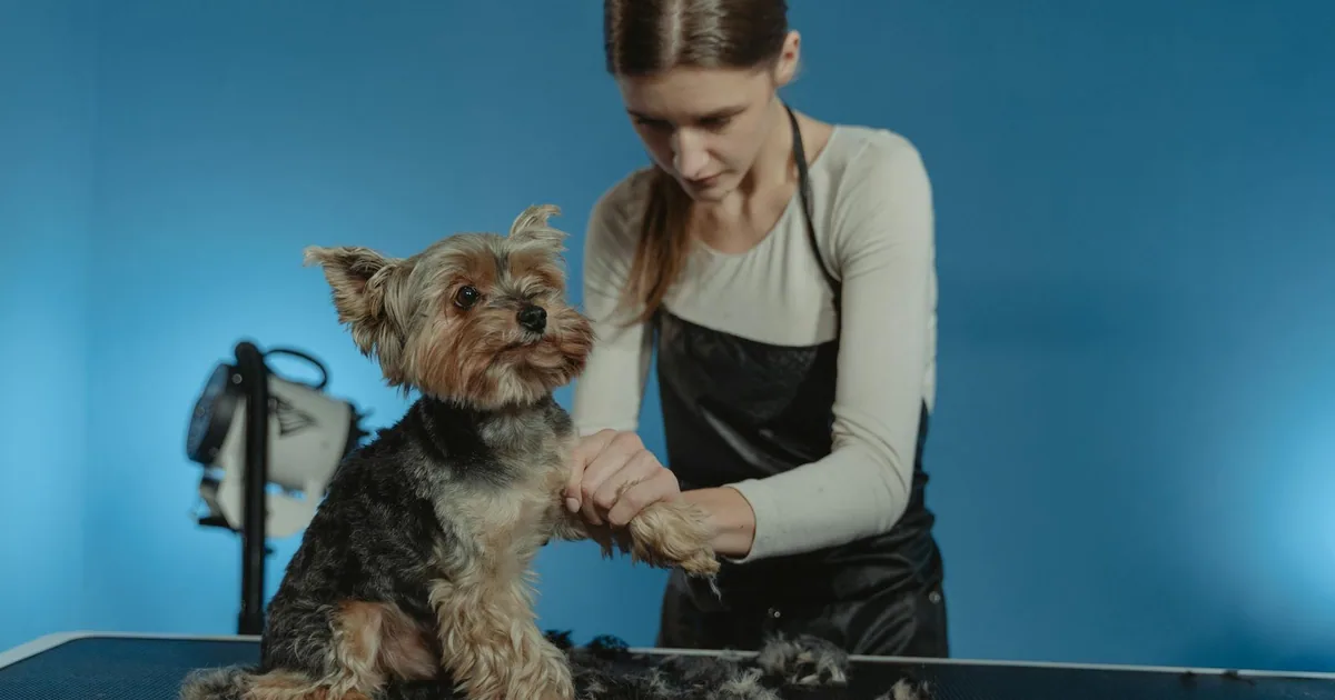 Antipulgas para perros: ¿Cuál es la mejor opción para tu mascota?