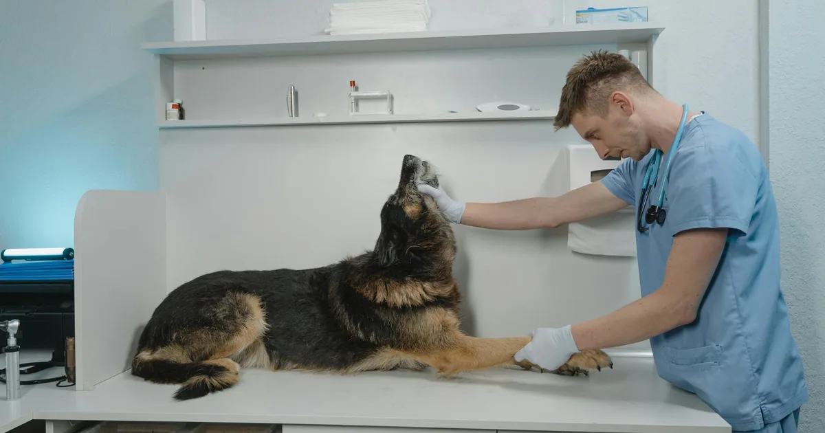 Cada cuánto se desparasita un perro: Guía completa para dueños responsables
