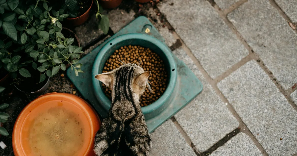 Recetas de Comida Natural Casera Saludable para Gatos
