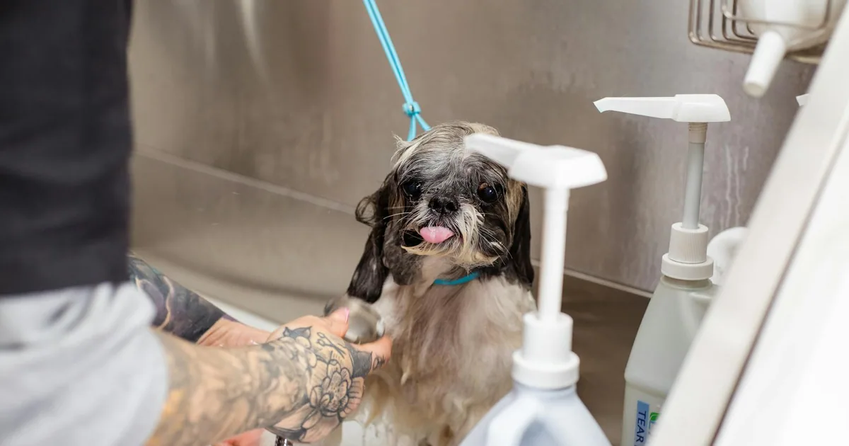 Cómo Bañar a tu Perro en Casa de Forma Segura y Efectiva