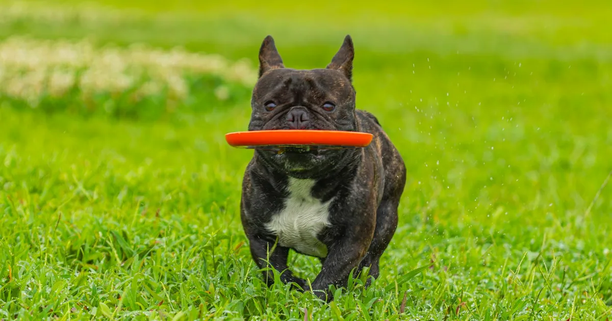Cómo Estimular a un Cachorro de Manera Segura y Efectiva