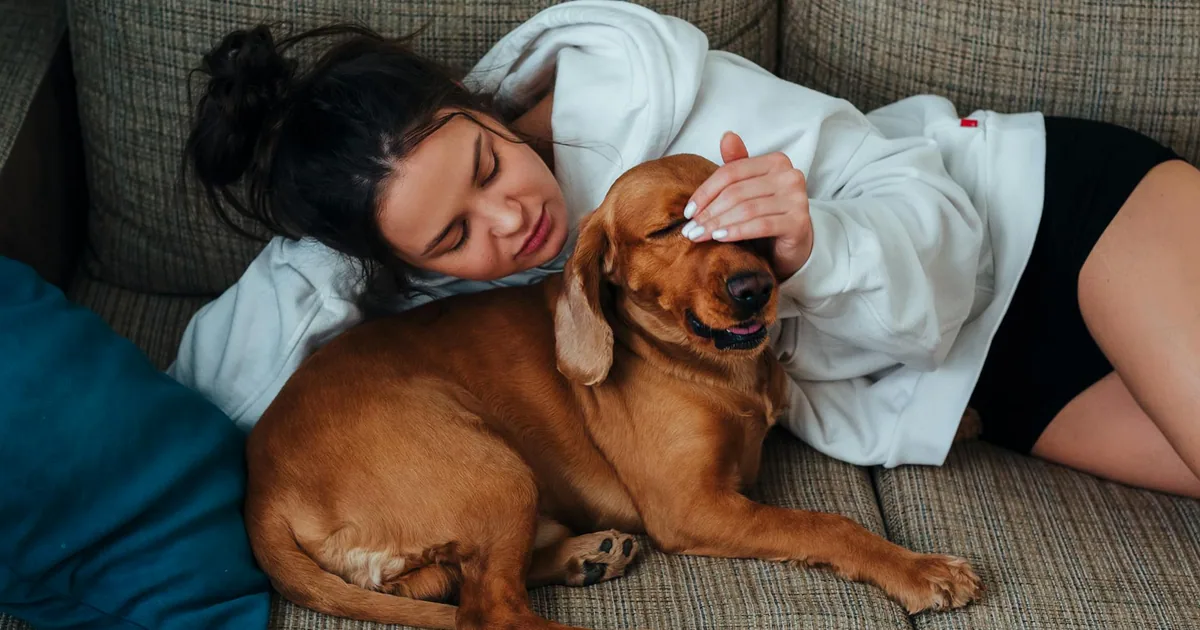 Cómo evitar el estrés en perros: guía práctica para dueños