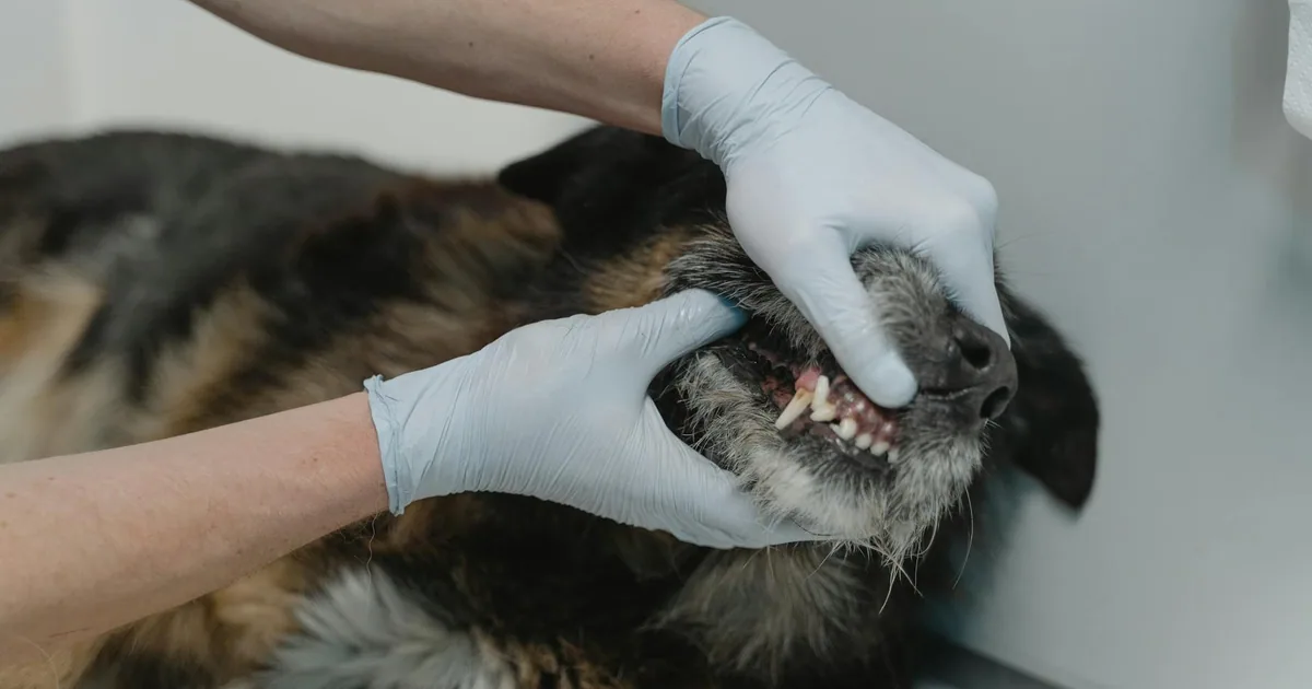 Cómo limpiar los dientes a mi perro: Guía práctica para una higiene bucal adecuada