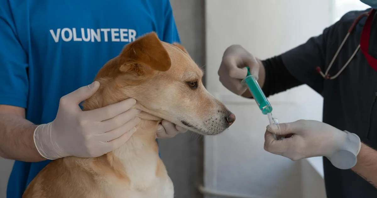 Esquema de Vacunación para Cachorros: Guía Completa para Proteger a tu Mascota