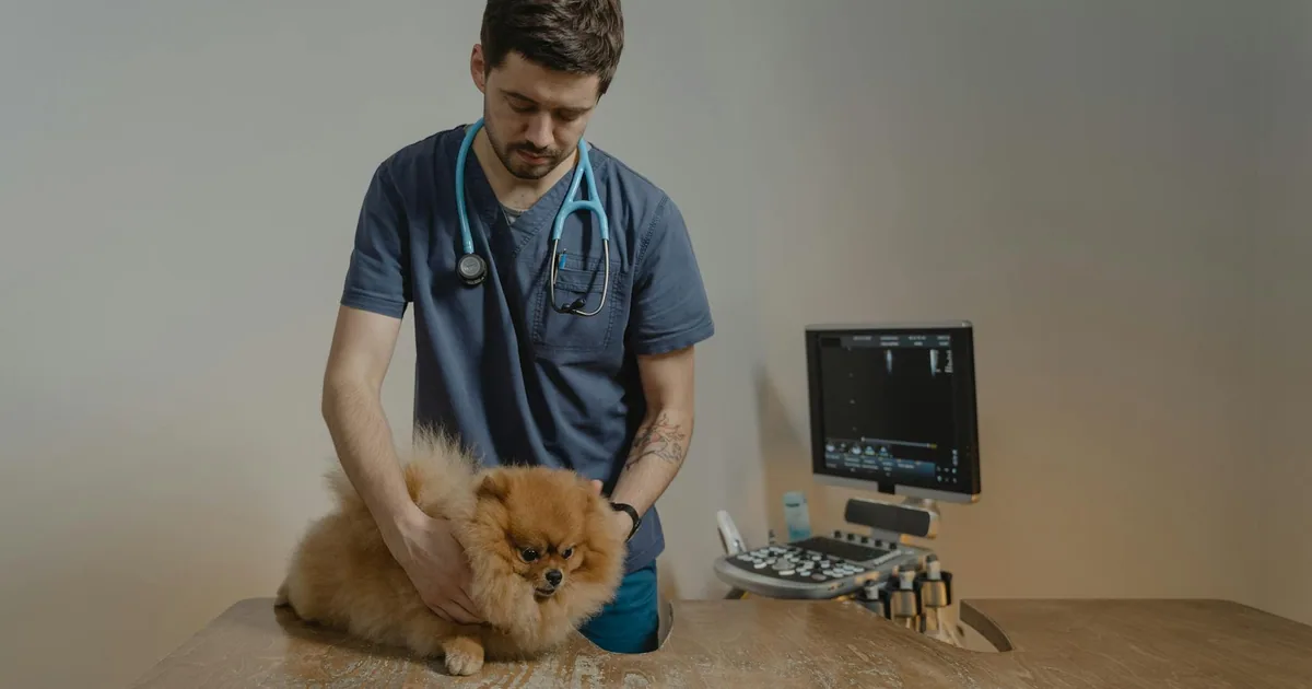 Historial médico de mascotas en Colombia: Guía para dueños responsables