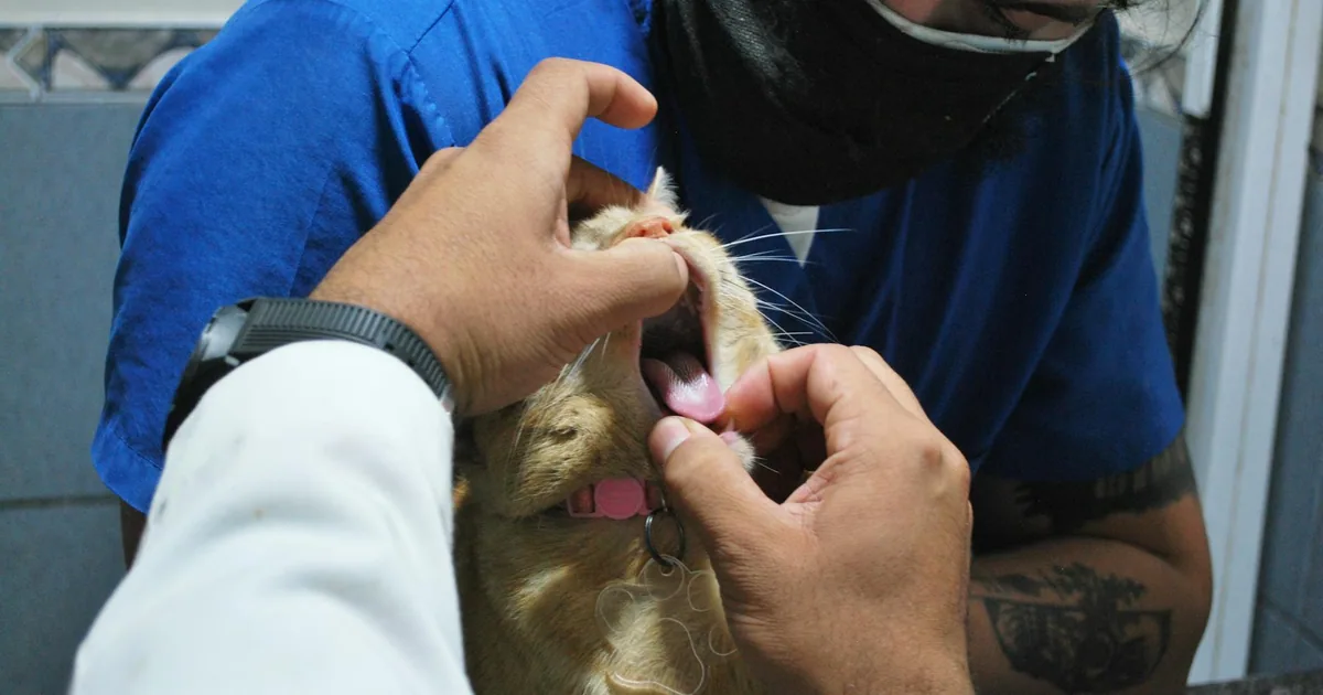 Mi gato estornuda mucho: ¿qué tiene? Causas y cuándo preocuparse