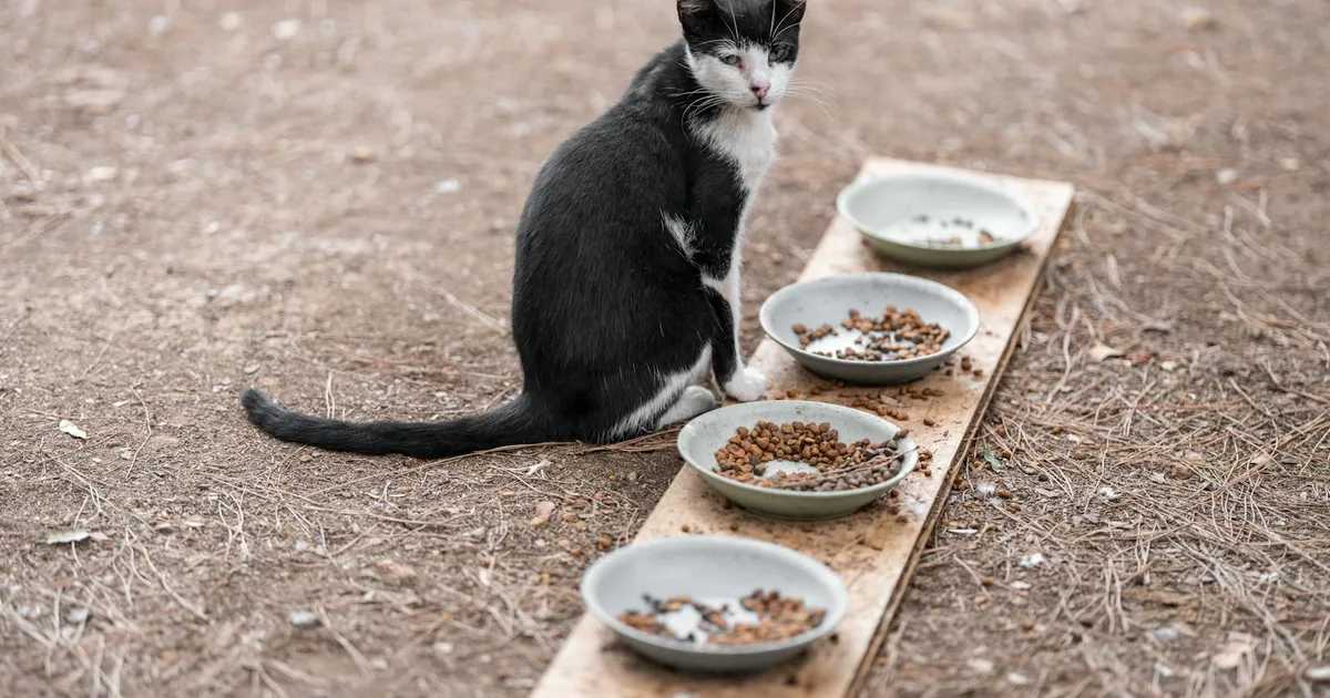 Por qué mi gato no quiere comer y qué puedo hacer