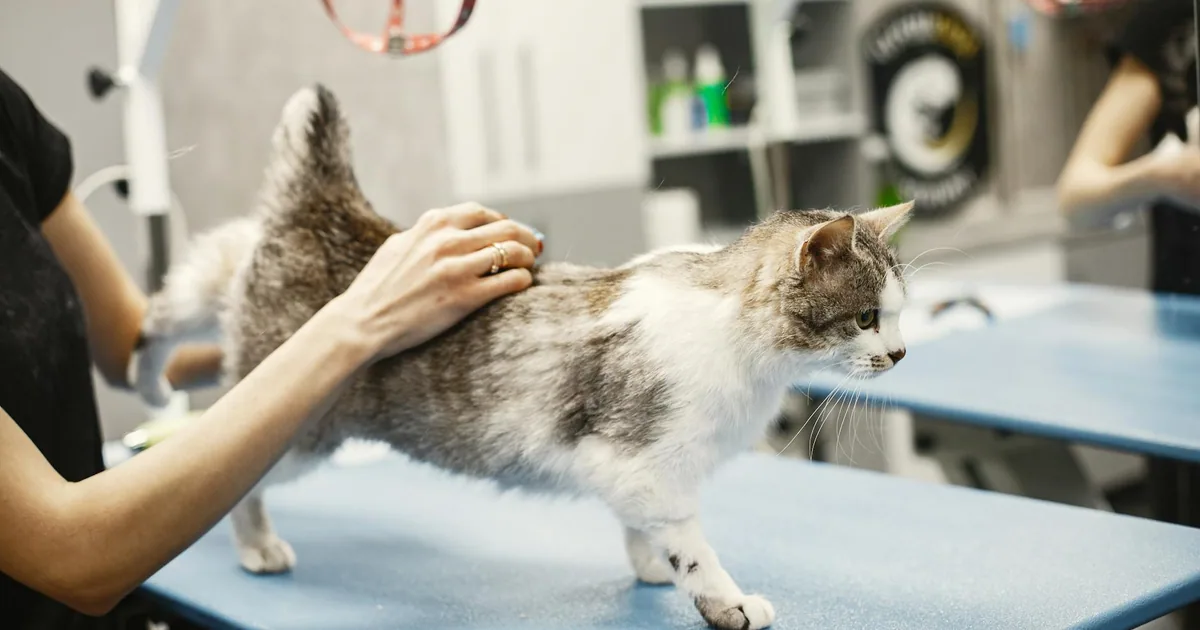 Mi gato tiene pulgas y está muy irritado: ¿Qué hacer?
