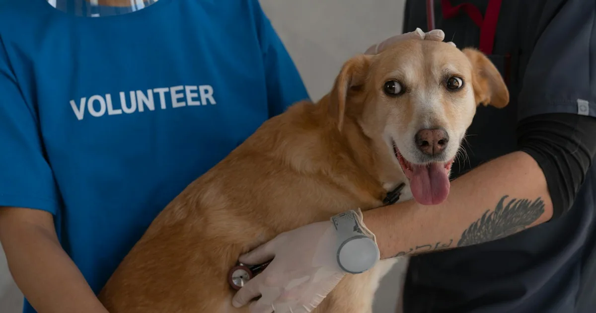 Mi Perro Fue Atropellado: Qué Hacer en una Emergencia