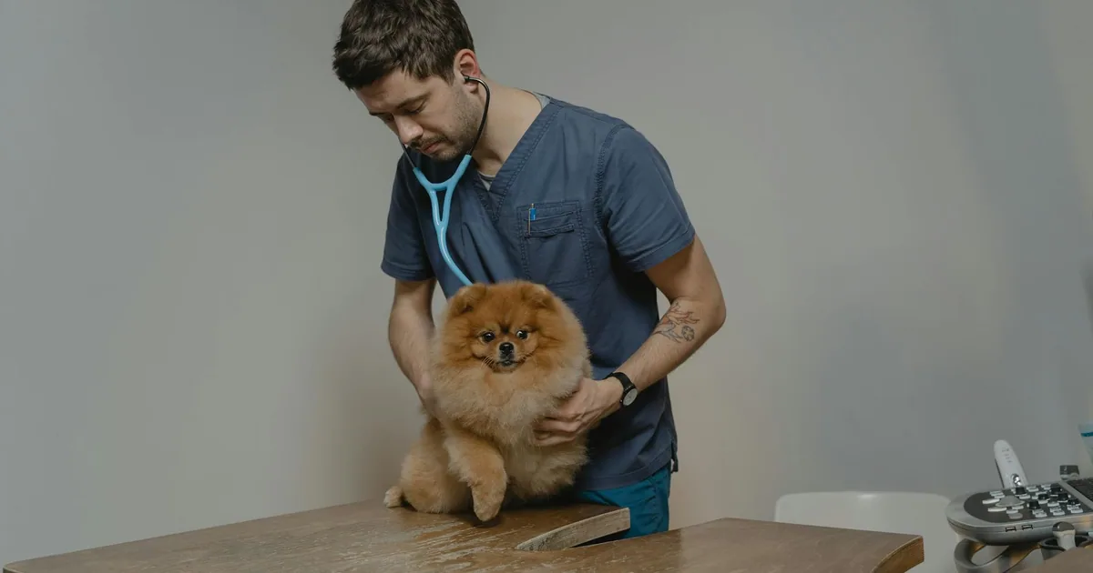 Mi perro tiene una herida infectada: qué hacer y cómo tratarla