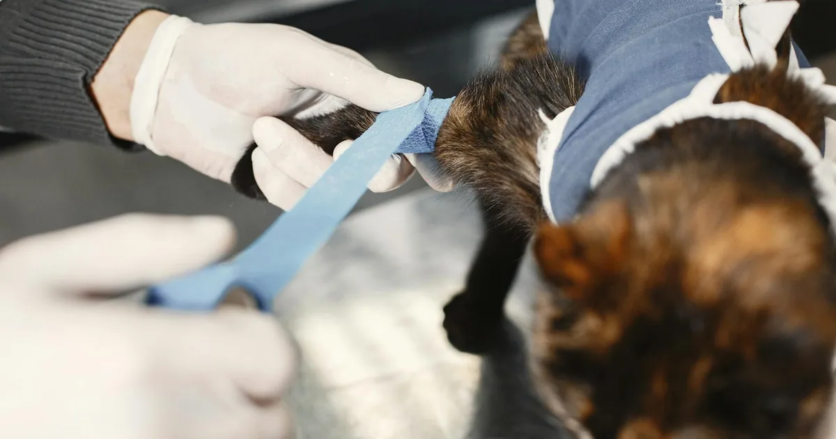 Primeros Auxilios para Gatos: Guía Veterinaria para Emergencias Comunes