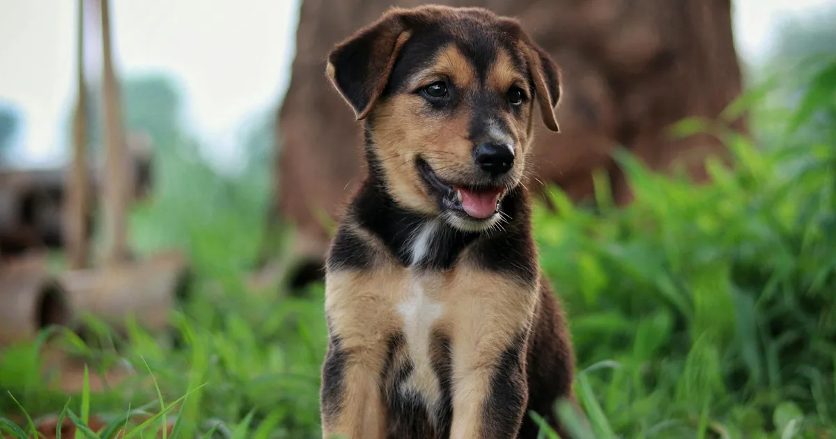Síntomas de Distemper Canino en Cachorro: Guía Completa para Dueños