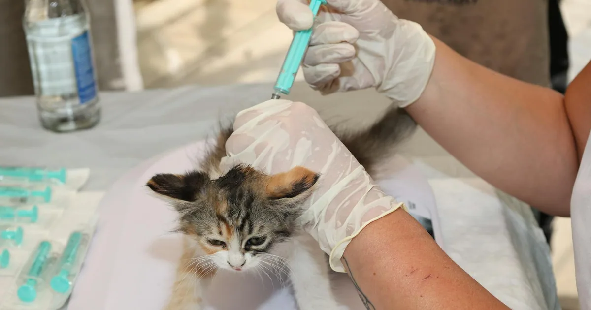 Vacunas para Gatos: Guía Completa para Proteger a tu Mascota en Colombia